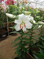 [4237 Siberia EVR No101.JPG]